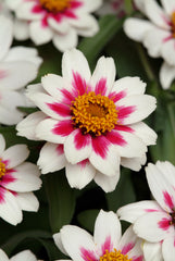 Zinnia Zahara Starlight Rose CT