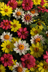 Zinnia Zahara Raspberry Lemonade Mix CT
