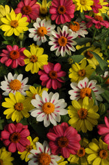 Zinnia Zahara Raspberry Lemonade Mix