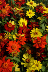 Zinnia Zahara Bonfire Mix CT