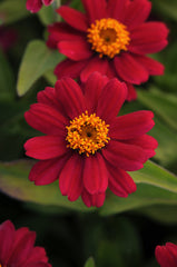 Zinnia Zahara Cherry CT