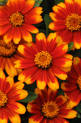 Zinnia Zahara Sunburst CT