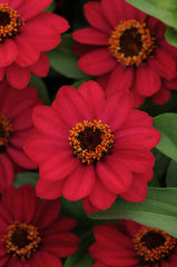 Zinnia Zahara Raspberry CT