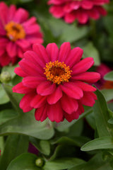 Zinnia Double Zahara Cherry CT