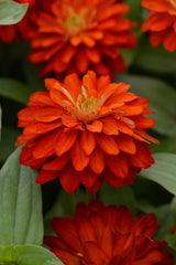 Zinnia Double Zahara Fire CT