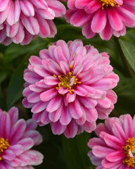 Zinnia Double Zahara Raspberry Ripple CT