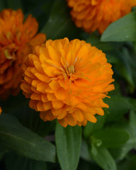 Zinnia Double Zahara Bright Orange CT