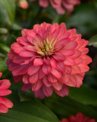 Zinnia Double Zahara Salmon