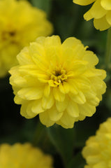 Zinnia Double Zahara Yellow