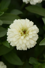 Zinnia Double Zahara White