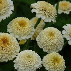 Zinnia Zinderella White