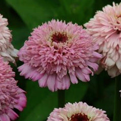 Zinnia Zinderella Lilac