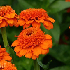 Zinnia Zinderella Orange