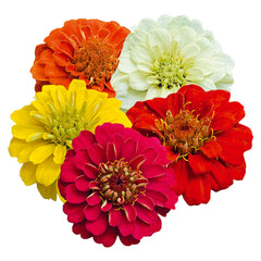 Zinnia Zinnita Mix