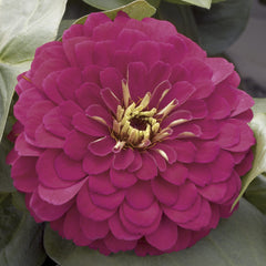 Zinnia Magellan Cherry CT