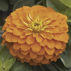 Zinnia Magellan Orange CT