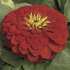 Zinnia Magellan Scarlet CT