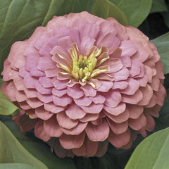 Zinnia Magellan Salmon CT