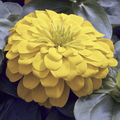Zinnia Magellan Yellow CT