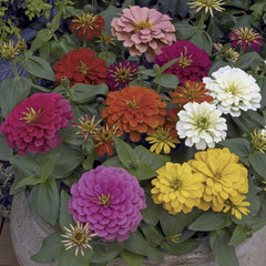 Zinnia Magellan Mixture CT