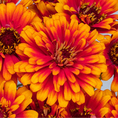 Zinnia Zowie! Yellow Flame CT