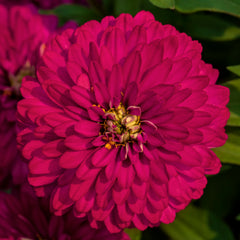 Zinnia Zydeco Cherry CT