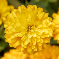 Zinnia Zydeco Deep Yellow CT