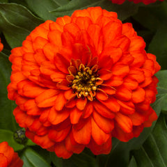 Zinnia Zydeco Fire CT