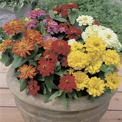 Zinnia Short Stuff Mix CT