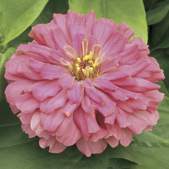 Zinnia Short Stuff Coral CT