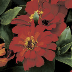 Zinnia Short Stuff Deep Red CT