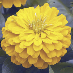 Zinnia Short Stuff Gold CT