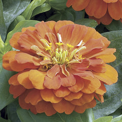 Zinnia Short Stuff Orange CT