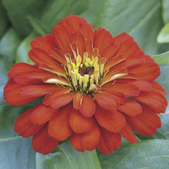 Zinnia Short Stuff Scarlet CT