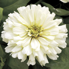 Zinnia Short Stuff White CT