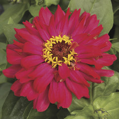 Zinnia Short Stuff Cherry Shades CT