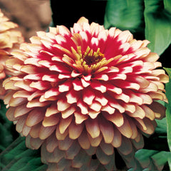 Zinnia Swizzle Cherry & Ivory CT