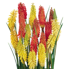 Kniphofia Flamenco