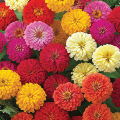 Zinnia Dreamland Mix CT
