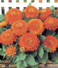 Zinnia Dreamland Coral CT