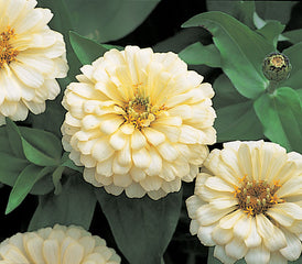 Zinnia Dreamland Ivory CT