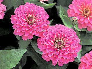 Zinnia Dreamland Pink CT