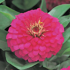 Zinnia Dreamland Rose CT