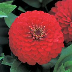Zinnia Dreamland Red CT