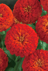 Zinnia Dreamland Scarlet CT