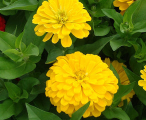 Zinnia Dreamland Yellow CT