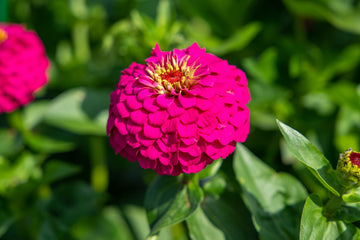 Zinnia Oklahoma Carmine