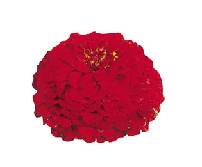 Zinnia Oklahoma Scarlet