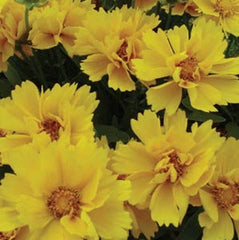 Coreopsis Presto