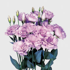 Lisianthus Echo Lavender PLT